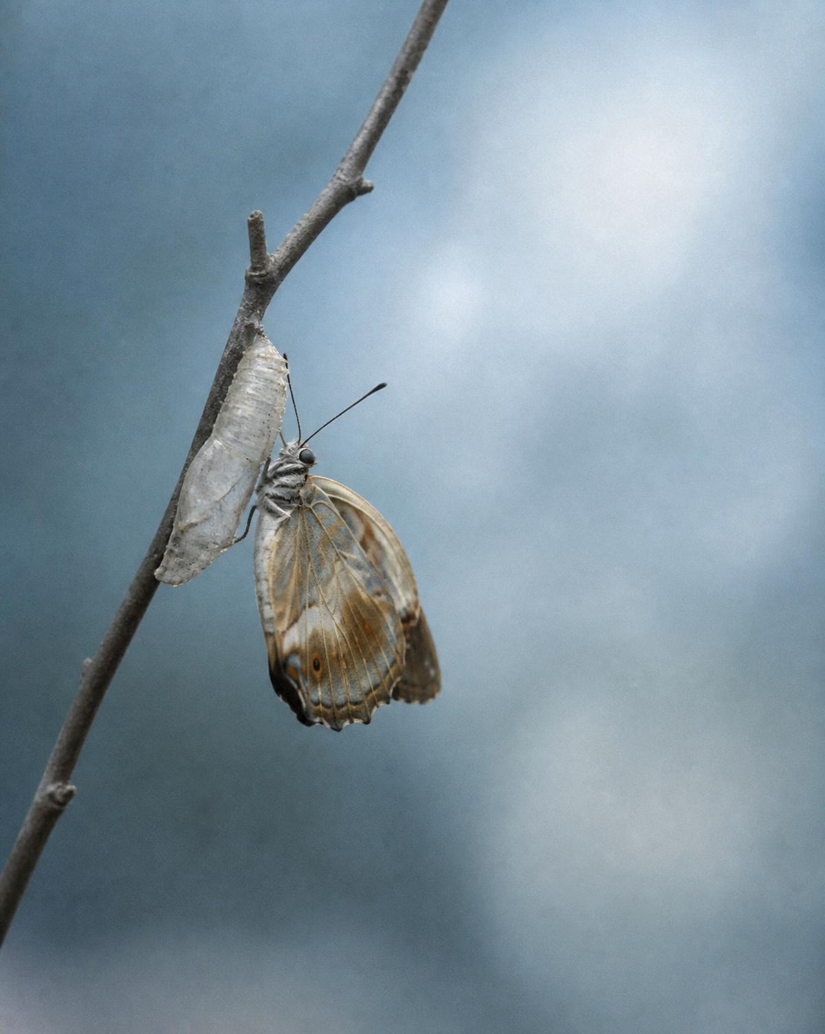 A butterfly emerging from its cocoon in soft light